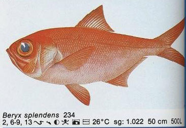 Beryx splendens